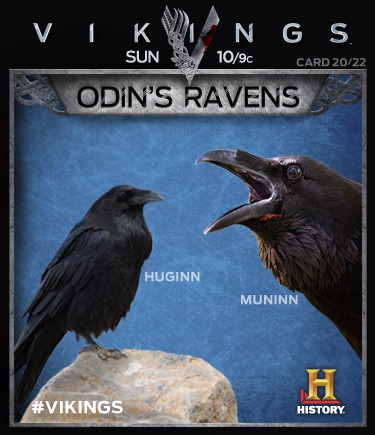  Vikings Collectable Cards 20