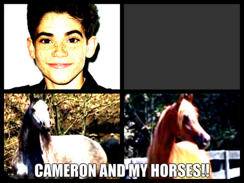 Cameron and my horses