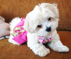  Cute Maltese anak anjing, anjing