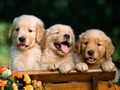 puppies - Golden pups wallpaper