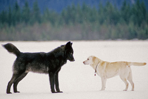  serigala, wolf and Dog