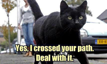  black cat crossing