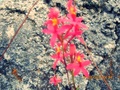 flowers - photography photo