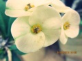 flowers - photography photo