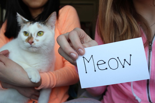  meow meow meow