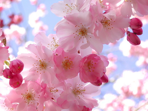  Beautiful गुलाबी चेरी Blossom वॉलपेपर