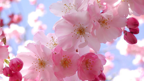  Beautiful kulay-rosas seresa Blossom wolpeyper