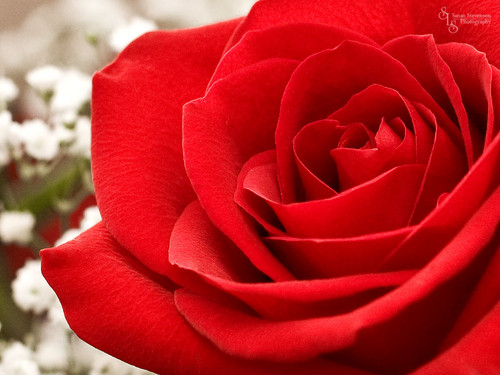  Beautiful Red Rose karatasi la kupamba ukuta