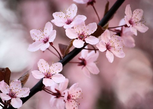  Blooming berwarna merah muda, merah muda ceri, cherry Blossom
