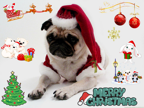  クリスマス pug