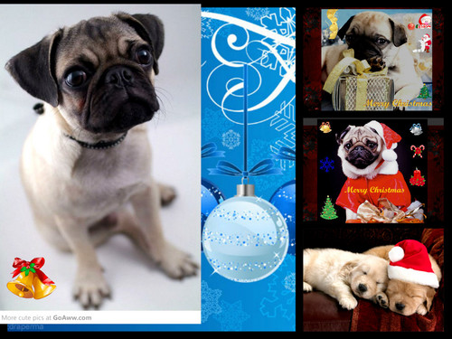  Holiday pug collage