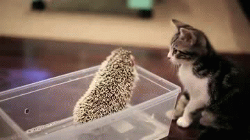  Kitty & Hedgehog