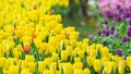 colors - Lovely Yellow Tulip Wallpaper wallpaper