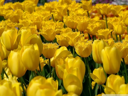  Lovely Yellow tulpe Hintergrund
