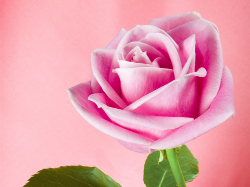  Pretty गुलाबी Rose वॉलपेपर