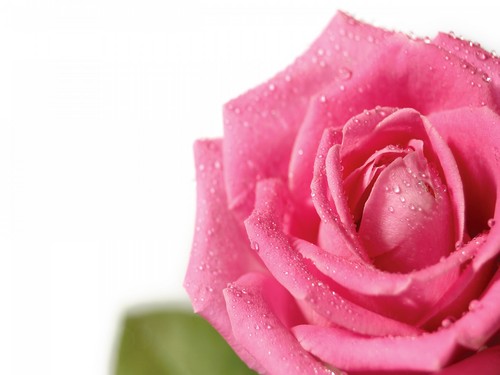  Pretty pink Roses karatasi la kupamba ukuta