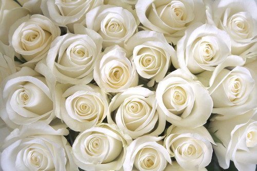  Pure White Rose দেওয়ালপত্র