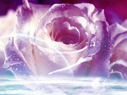  Purple Rose wolpeyper