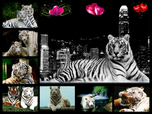 White Tigers in the city collage