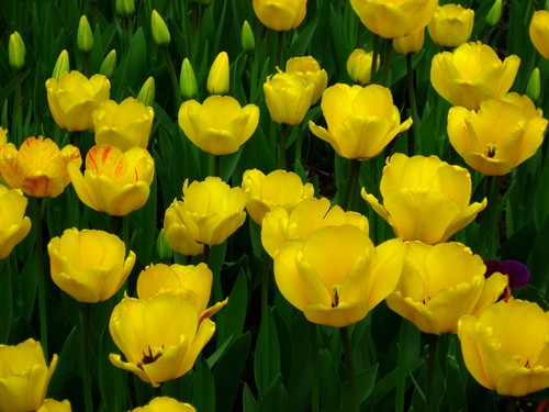  Yellow tulipe, tulip