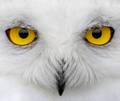 beautiful animal eyes - eyes photo