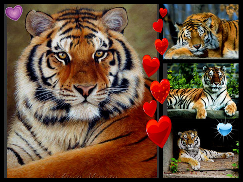 tiger beautiful creature collage