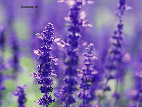  Beautiful Lavender