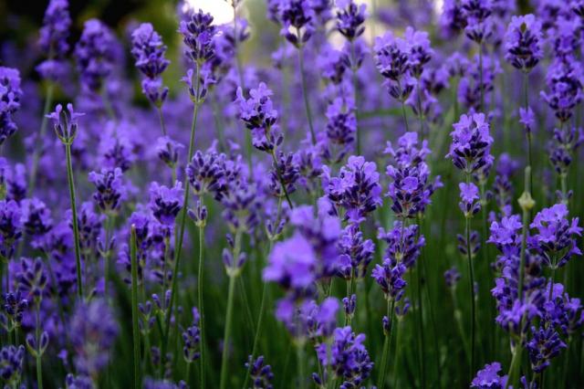 Flowers Beautiful Lavender