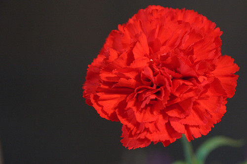  Beautiful Red Carnation