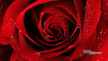 Beautiful Red Roses - roses photo