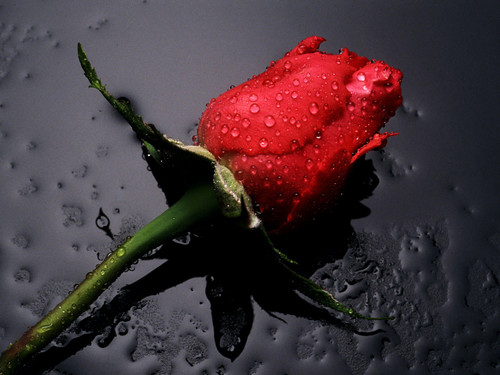  Beautiful Red Rosen
