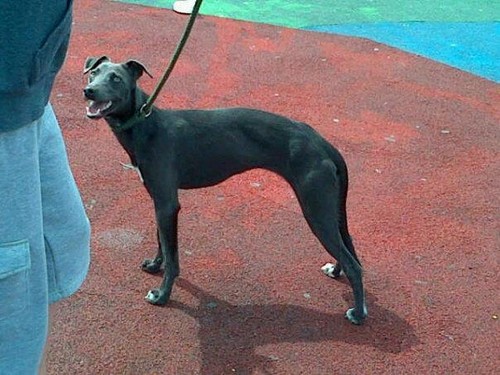 sino The whippet