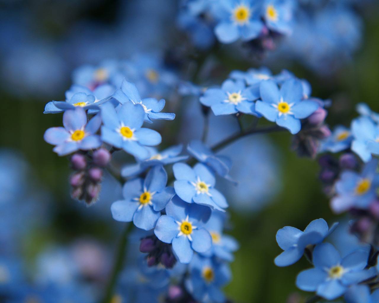 Blue Forget-Me-Not - Flowers Wallpaper (34611676) - Fanpop
