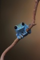 Frog  - animals photo