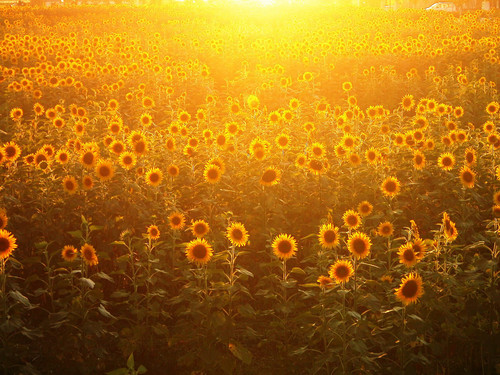  oranje Sunflower