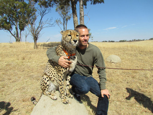  Paul Walker with a cheetah