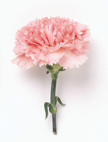  berwarna merah muda, merah muda Carnation