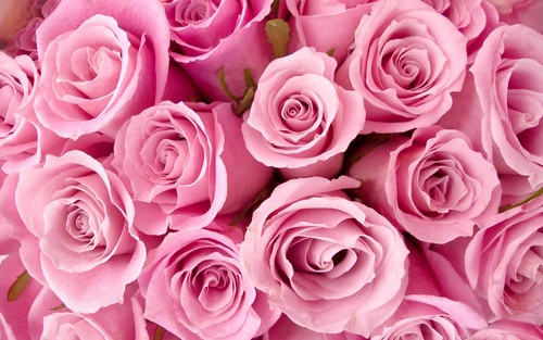  Pretty berwarna merah muda, merah muda mawar