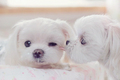 Puppies  - dogs photo