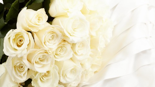  Pure White Roses