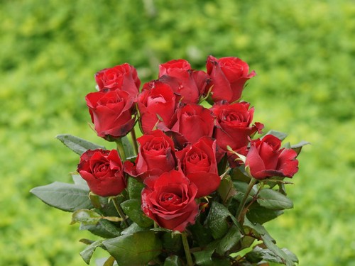  Red mawar
