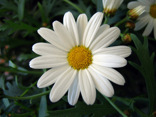  White madeliefje, daisy achtergrond