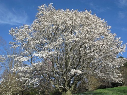  White magnolia achtergrond