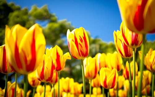  Yellow tulipan