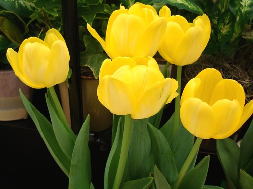  Yellow bunga tulp, tulip