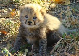  cute cheetah 写真
