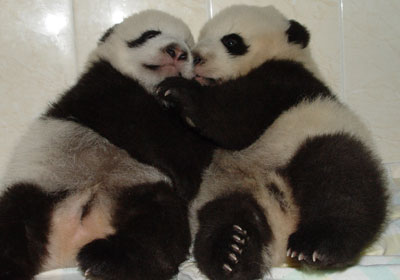  cute panda 照片