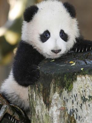  cute panda 写真