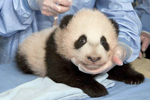 cute panda pics