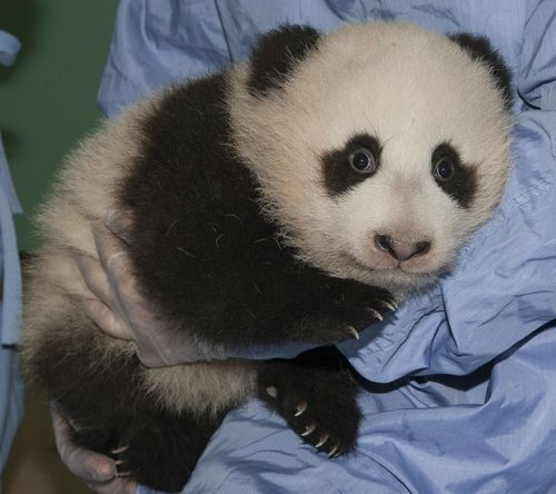  cute panda pics